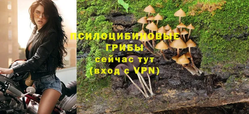 продажа наркотиков  mega ссылки  Галлюциногенные грибы MAGIC MUSHROOMS  Валдай 